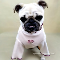 Best-seller Dog Product Clothing Petit chien de compagnie